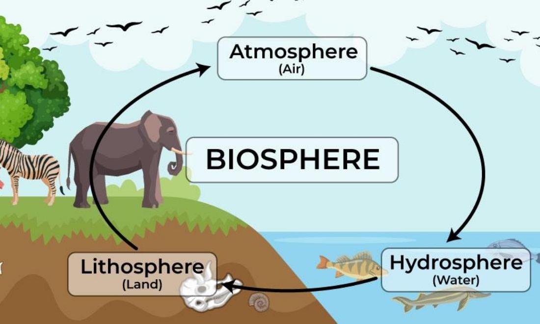 Sinh quyển là nơi tập hợp toàn bộ sinh vật